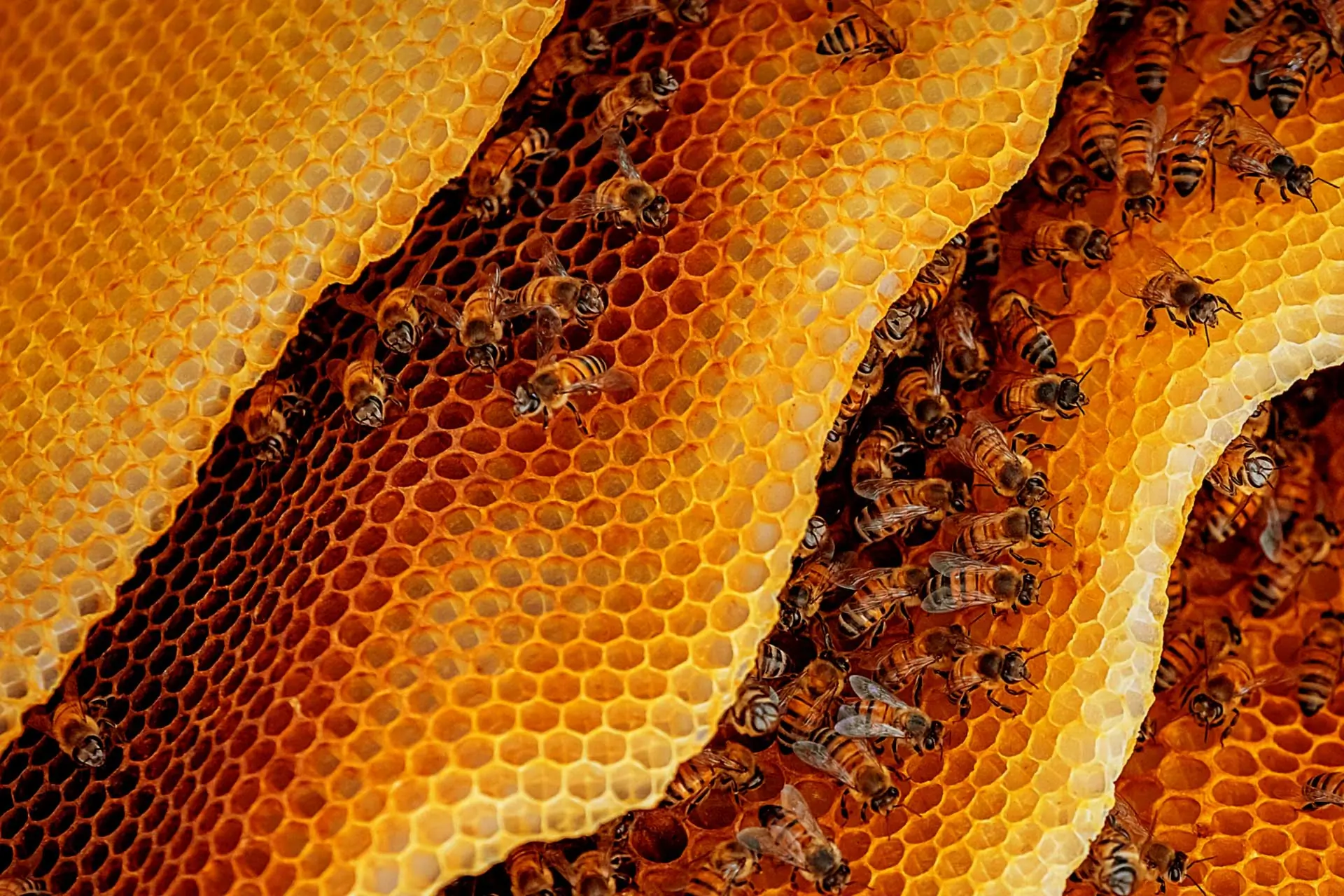 Bees in honeycomb, Bees For Development