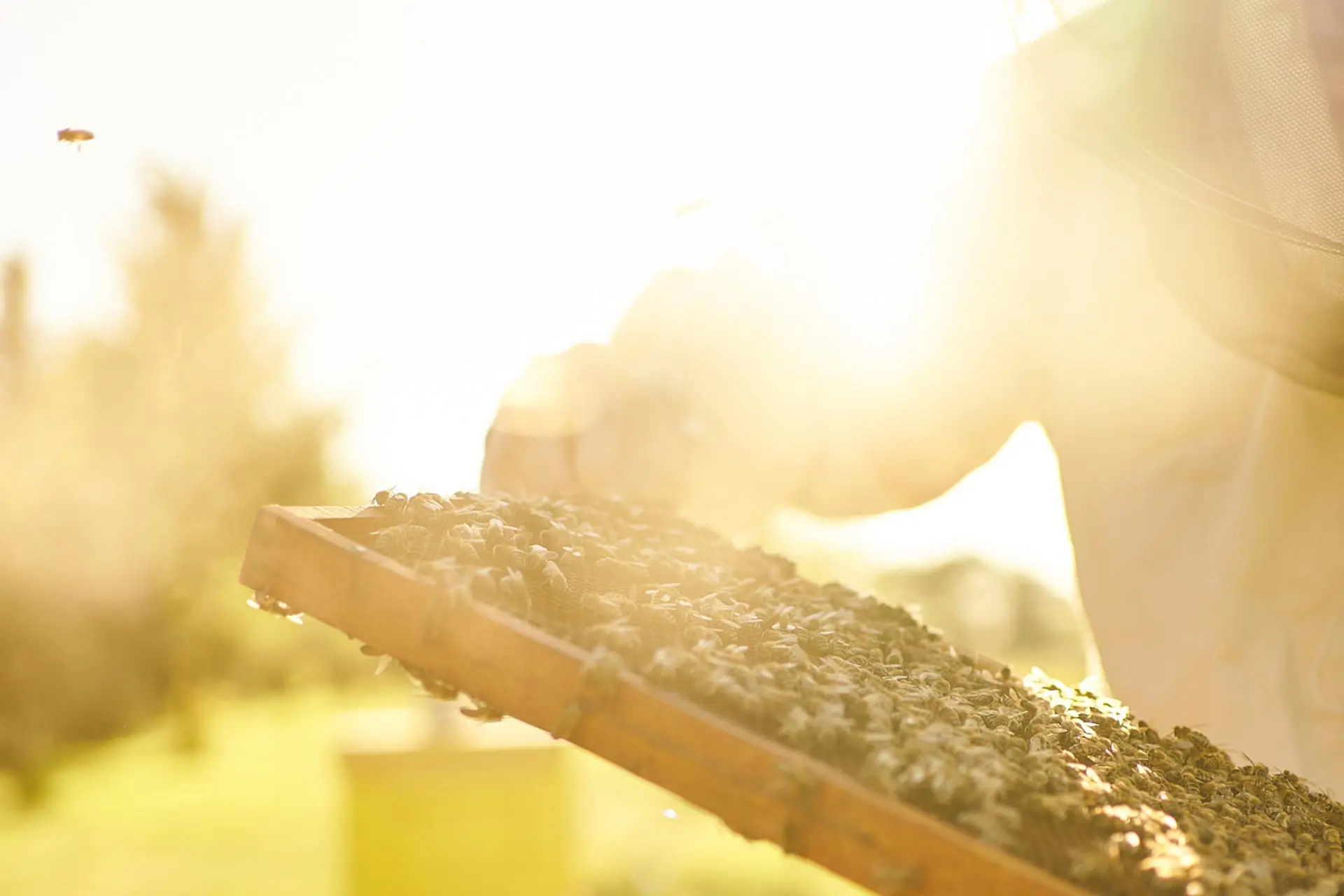 Beekeeper holding bees in honeycomb, B-Corp Certified